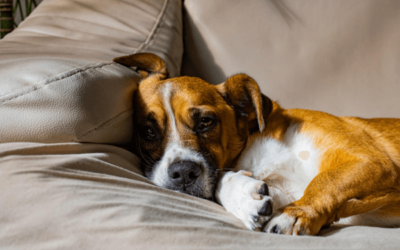Câncer em cães e gatos: sintomas, diagnóstico e tratamento
