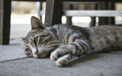 FIV e FeLV: como cuidar dos gatos com essas doenças