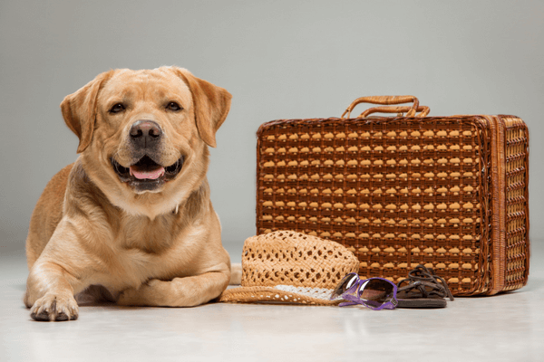 Hotel para cachorro: por que deixar o pet em um local especializado?