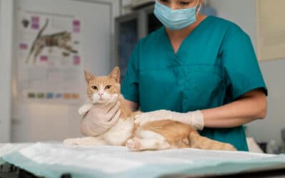 Castração de gatos: por que fazer, quando e quais os benefícios?