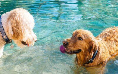 Conheça 6 benefícios da natação para cachorros