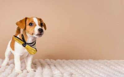 Por que usar tapete higiênico para cachorro: ensine seu pet a usá-lo