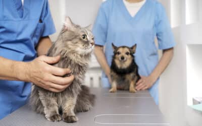Exames de Rotina em Cães/Gatos