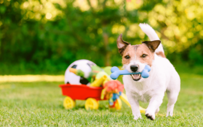 O Brinquedo certo para seu cão – Ventura Vet