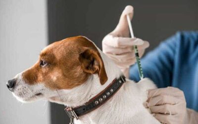 Vacinação em Pets: O que Você Precisa Saber – Ventura Vet