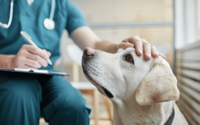 A importância das consultas veterinárias regulares para a saúde do seu pet