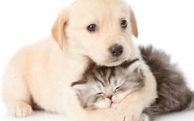 Interações entre diferentes animais: Como introduzir um novo pet na casa sem conflitos