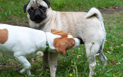 Comportamento reprodutivo em animais de estimação: Entendendo e gerenciando o cio em cães e gatos.
