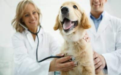 A Importância do Check-up anual de saúde do seu pet