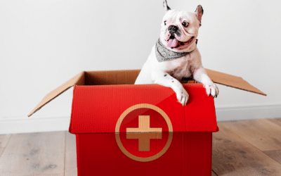 Primeiros socorros para pets: O que fazer em situações de emergência antes de chegar ao veterinário.