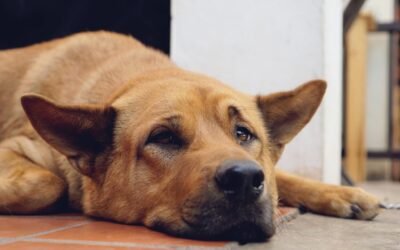 Entendendo e Tratando a Epilepsia em Cães