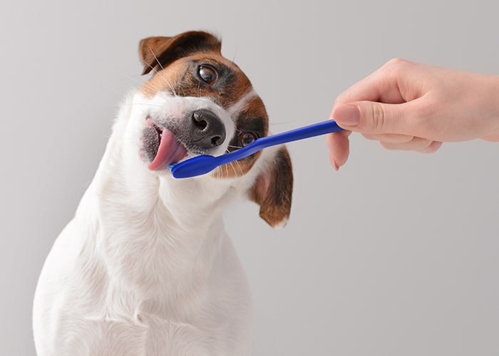 Saúde Bucal em Pets: Como manter dentes e gengivas saudáveis.