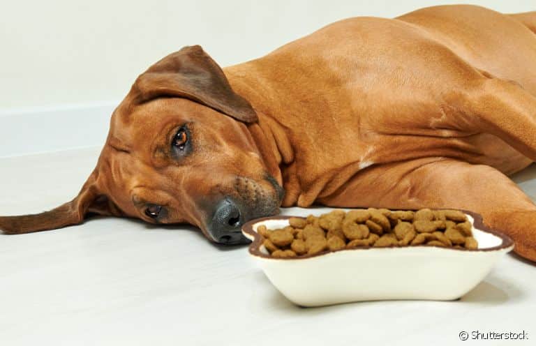 Problemas Digestivos em Pets: Sintomas, Causas e Tratamentos