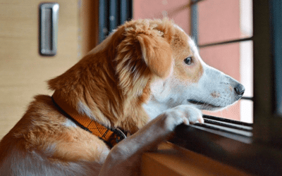 Ansiedade de Separação em Pets: Sinais e estratégias de manejo