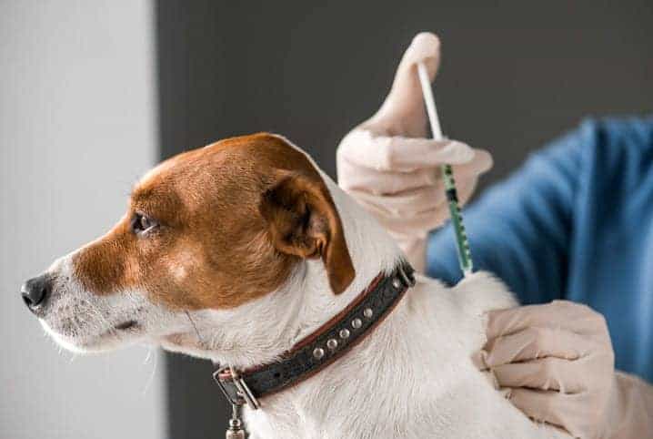 Vacinação em Pets: Atualizações e Protocolos.