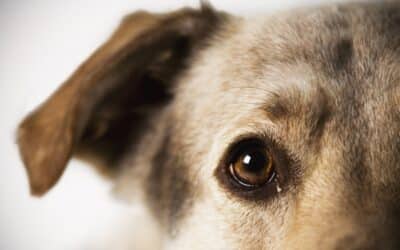 Saúde dos Olhos em Pets: Condições comuns e cuidados.