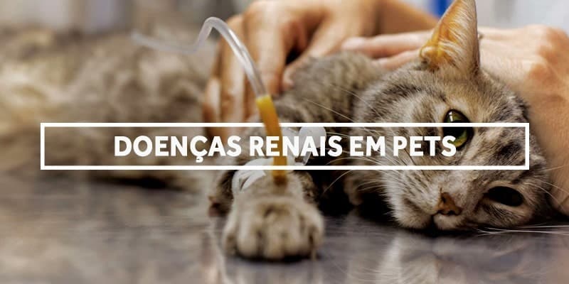 Prevenção de Doenças Renais em Pets: Dieta e cuidados