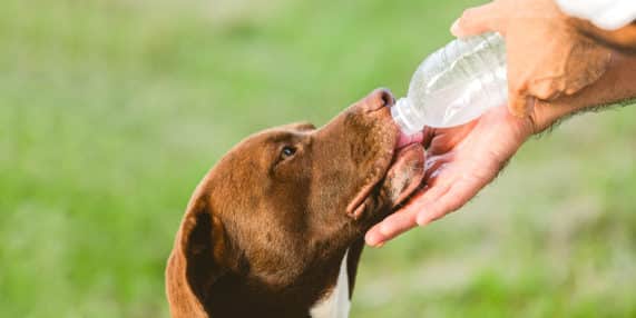 Importância da Hidratação Adequada para Pets: Como garantir que seu pet esteja bem hidratado